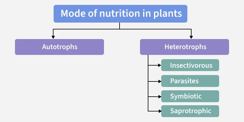 mode_of_nutrition_in_plants