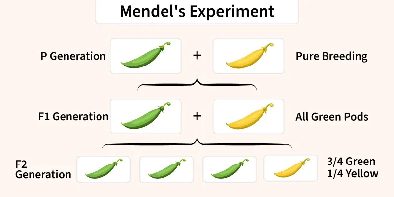 mendel_s_experiment