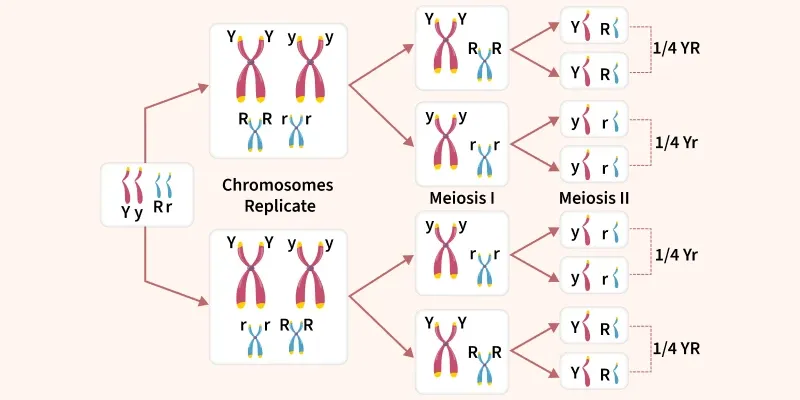 the_chromosome_theory_of_inheritance