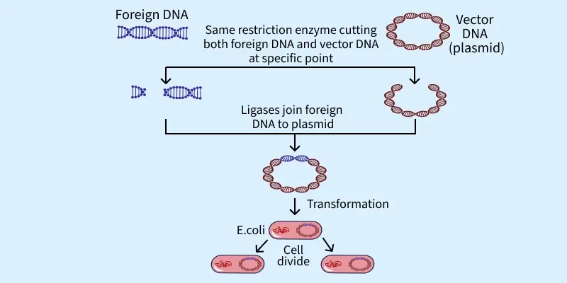 Process-of-biotechnology