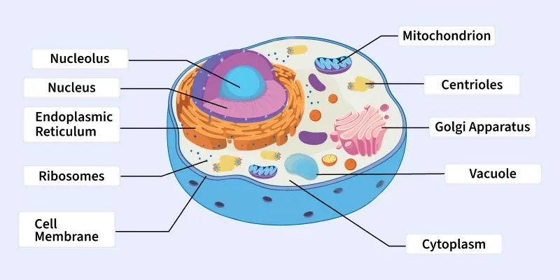 cell_organelles