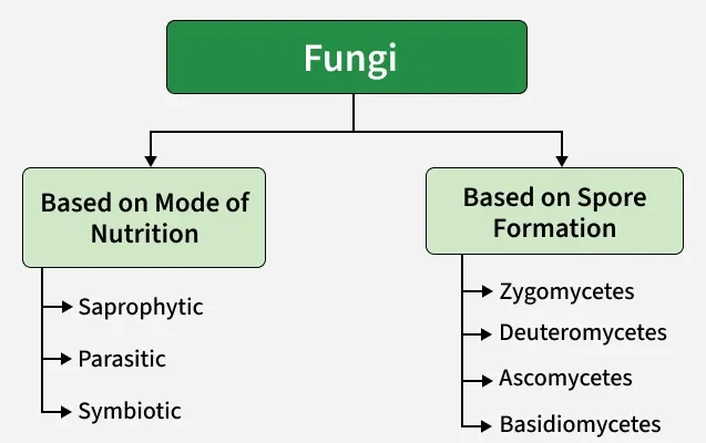 fungi