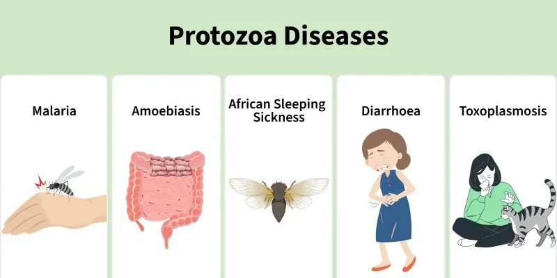 protozoa_diseases