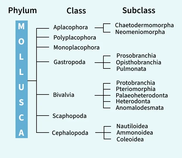 plant_class