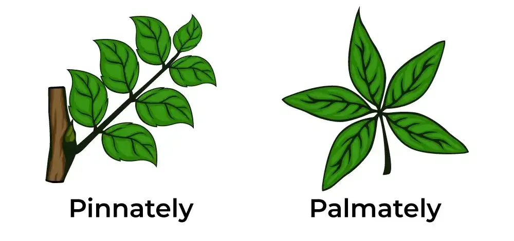 Pinnately-and-Palmately-leaf