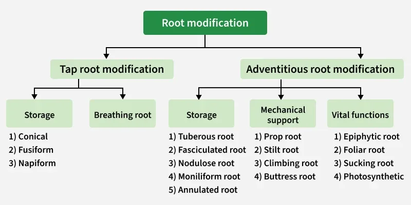 root_modification