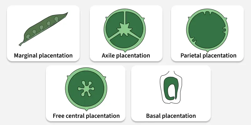 placentation