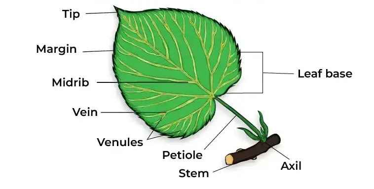 Parts-of-leaf2