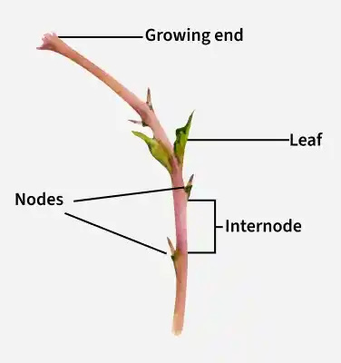 parts_of_a_stem