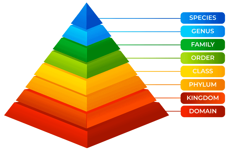 Taxonomy1