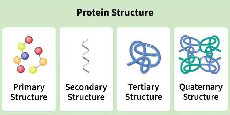 protein_structure