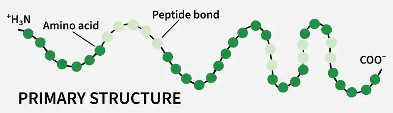 primary_structure