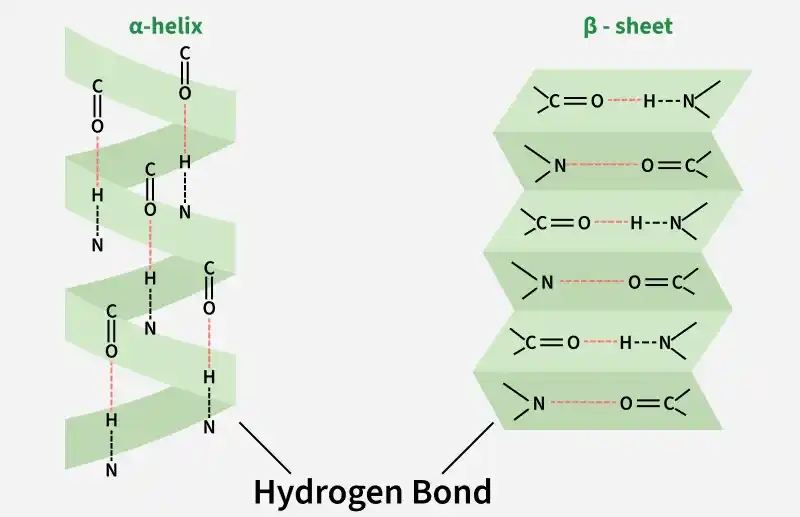 hydrogen_bond