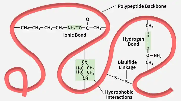 protien_structuree