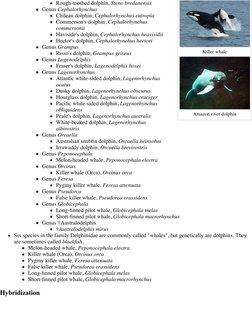 (https://en.wikipedia.org/wiki/File:Inia.jpg) (https://en.wikipedia.org/wiki/File:Killerwhales_jumping.jpg)Killer whale (ht