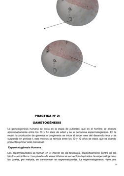 PRACTICA N° 2:
GAMETOGÉNESIS
La gametogénesis humana se ini