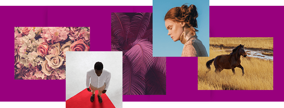 Різні зображення, доступні в галереї медіафайлів Wix.