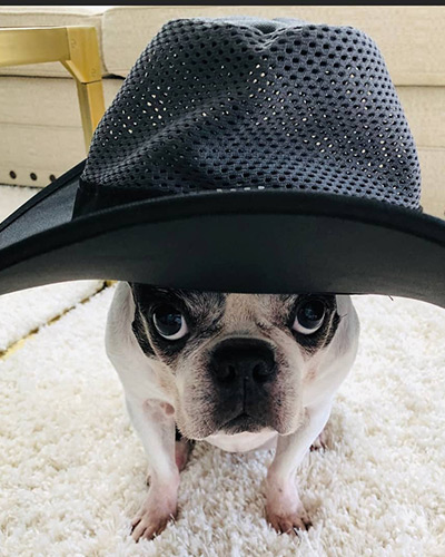 Dog Wearing Hat