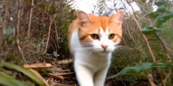 This new open-source AI, CogVideoX, could change how we create videos forever