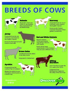 Breeds of Cows