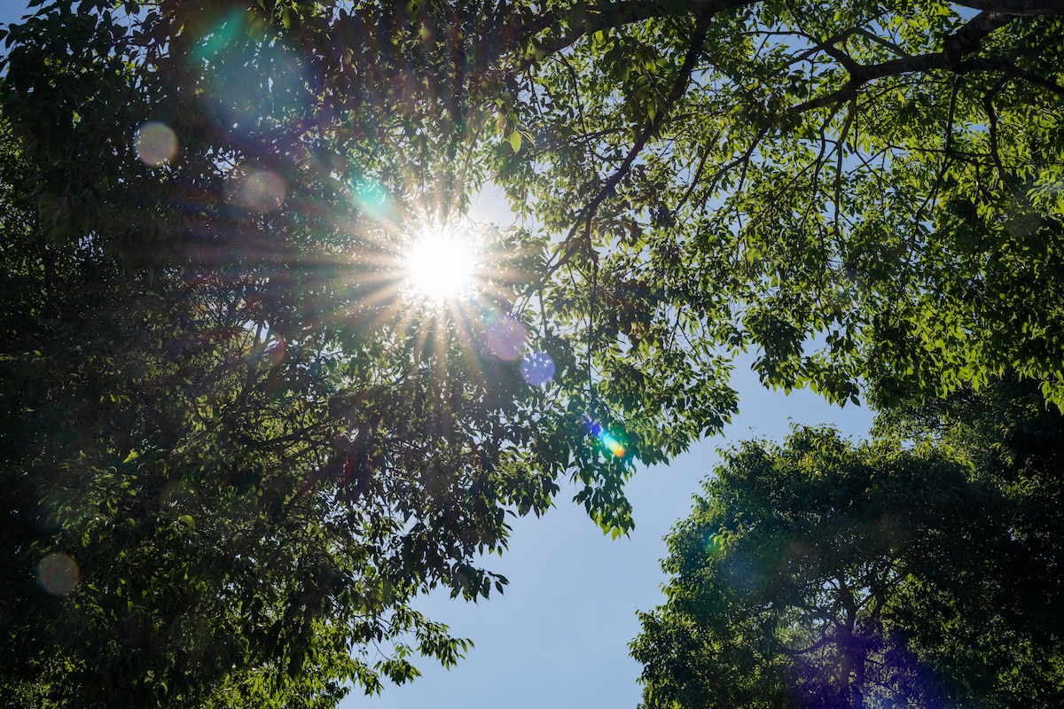 Soleil à travers les arbres.